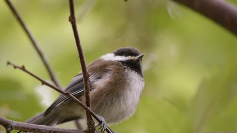 Juvenile Chestnut-backed chickadee sitting in a tree. July 20-2018. Portland OR, USA.