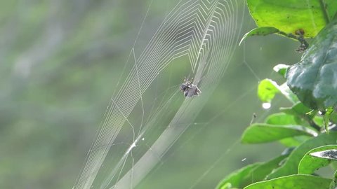 nature insect spider weaving
