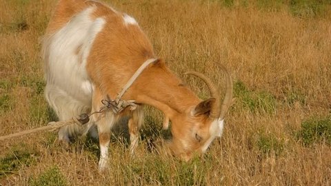 Red Goat With A Large White Spot