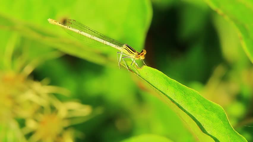 Dragonfly insect mantis wild | Shutterstock HD Video #1014220202