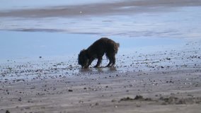 Professional video of poodle dog playing on the beach in California in 4k slow motion 60fps