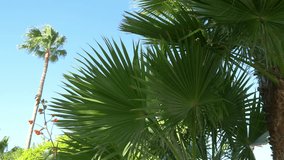 Professional video of beautiful palm trees in 4K slow motion 60fps