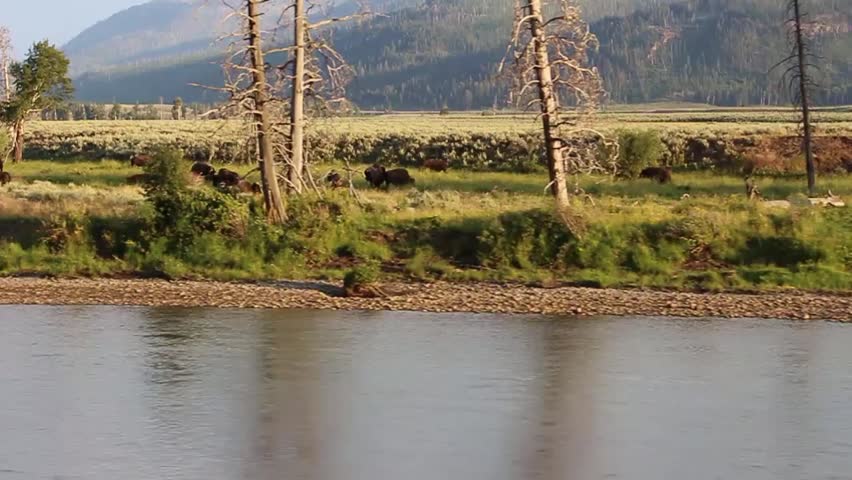Herd of bison along a wandering river through a valley