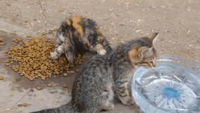Two colorful homeless little kittens eating food outdoors in pet shelter center. Real time full hd video footage.