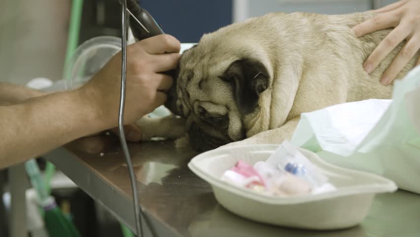 shaving a pug