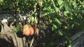 Fruits of a tomato ripen on high bushes stock footage video