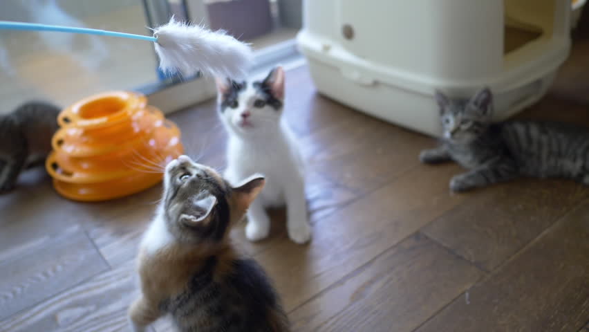 Kittens Playing with a Cat Feather Toy (slow motion) Royalty-Free Stock Footage #1014231812