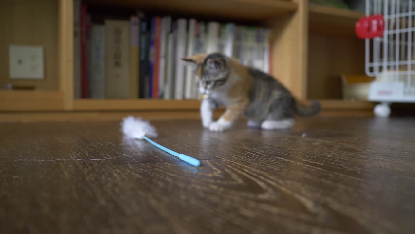 Kittens Playing with a Cat Feather Toy (slow motion) Royalty-Free Stock Footage #1014232394