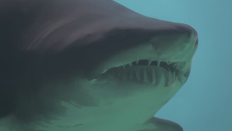 Bull shark at the Aquarium