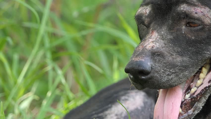 Dog Sawdust and lying on the lawn.4k