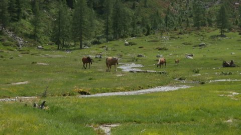 Herd of free horses grazing on green pasture