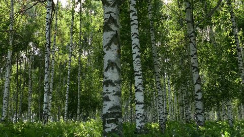 High grass and branches of trees swaying from the wind in a birch forest on a summer day.