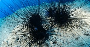 sea urchin group underwater with long spine