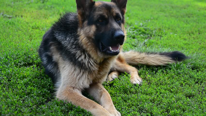 karakachanska ovcharka