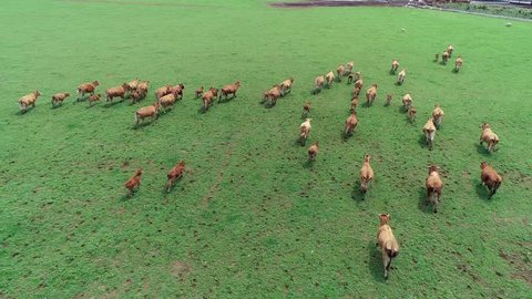 aerial video of limousine grazing cows on a green meadow