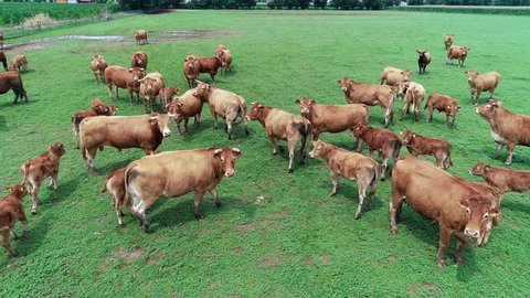 aerial video of limousine cows on a green meadow
