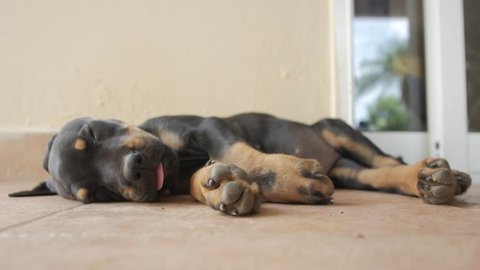 Rottweiler sleeping, dreaming, waking up and stretching on the floor