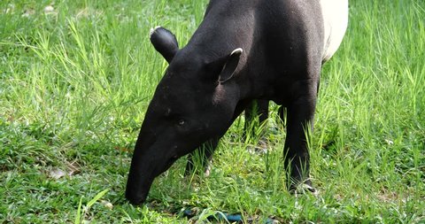Close up tapir looking for food on the floor.