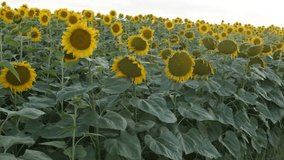 Lot of sunflower (Helianthus annuus) heads in the field 4K footage