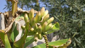 
Professional video of growing bunch of bananas on the plantation in 4k slow motion 60fps