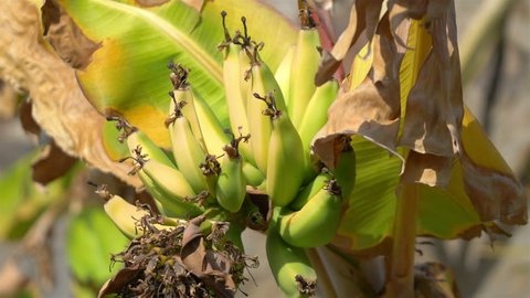 
Professional video of growing bunch of bananas on the plantation in 4k slow motion 60fps