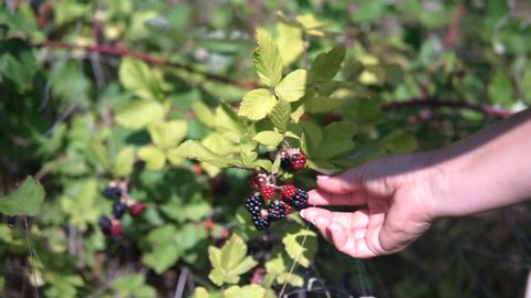 Woman's hands picking up blackberries. 
