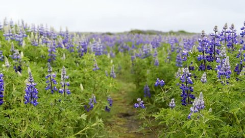 Panning panorama of colorful blue and purple wet lupine lupin flowers in Iceland with bokeh, during rain, trail hiking
