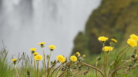 Skogafoss Skogar waterfall with closeup of yellow dandelion flowers in Iceland with white water falling off cliff in green mossy summer, nobody, raining rain drops, meadow, raindrops