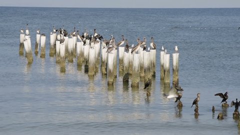 Old Naples, Florida pier pilings in gulf of Mexico with wooden jetty, many birds, pelicans and cormorants, flying by ocean waves on beach