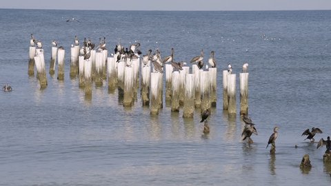 Old Naples, Florida pier pilings in gulf of Mexico with wooden jetty, many birds, pelicans and cormorants, perched, flying by ocean waves, dolphin swimming