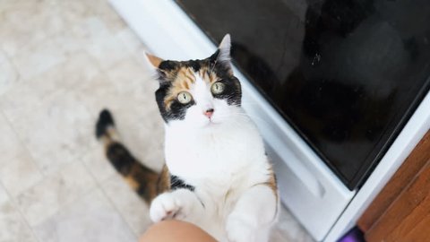 Hungry calico cat standing up on hind legs asking for treat, paws up, adorable cute big eyes for food in kitchen floor by cabinets, intelligent doing trick