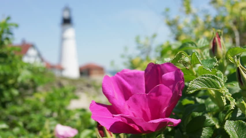 Macro closeup of colorful pink rugosa rose rosehip flower on bush in Maine with Cape Elizabeth lighthouse in background