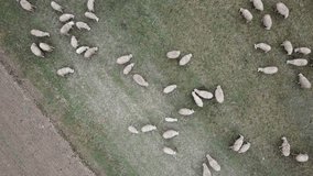 Aerial view of flock of sheep bleating non stop in the park near my house