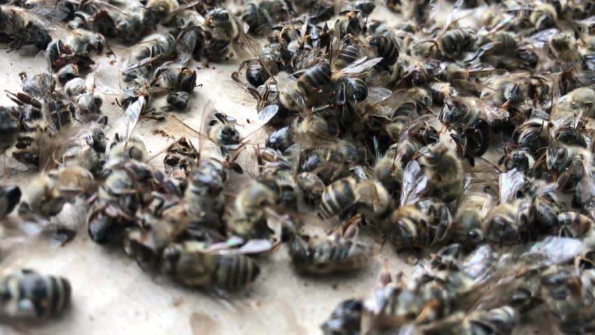 Групповое крупным планом. Dead Bees don't Buzz.