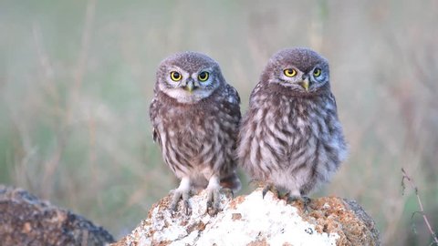 Two young Little owl (Athene noctua) stands on a stone and looks around.