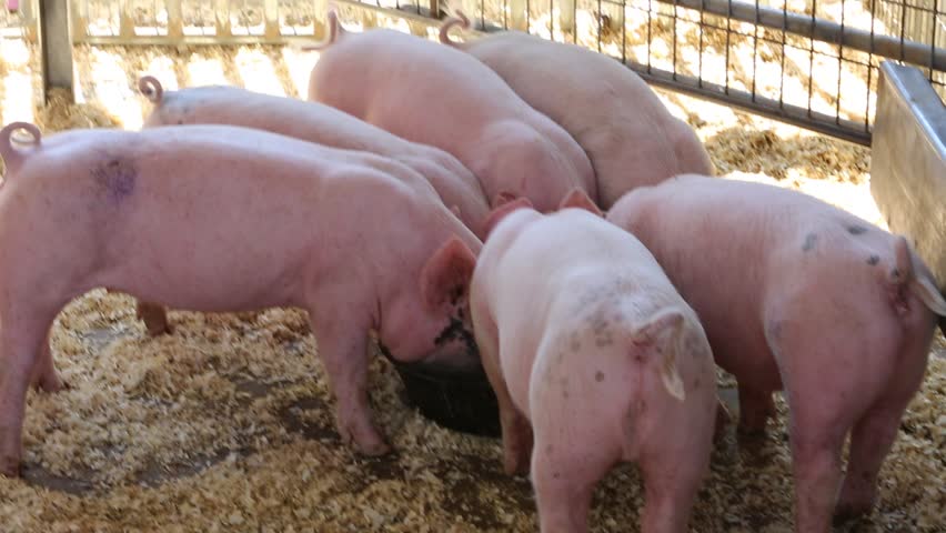 Pigs have sex in Mexico City