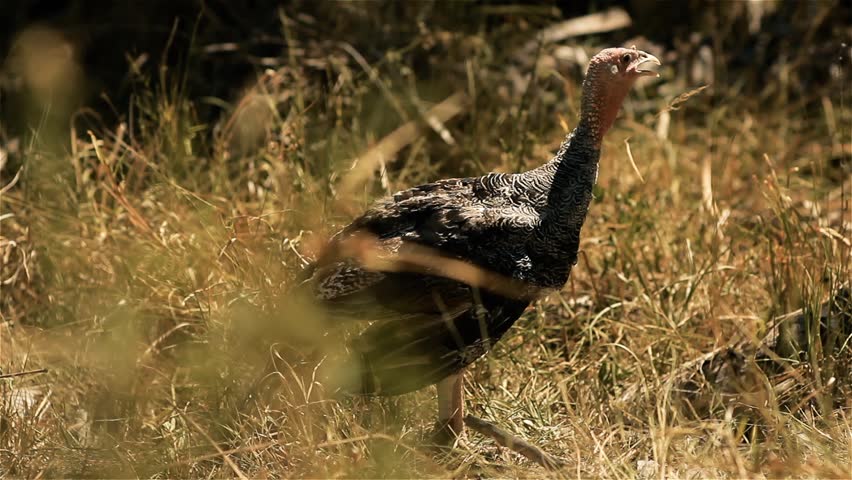 Female Meleagris Gallopavo in a Meadow. Close-Up. 