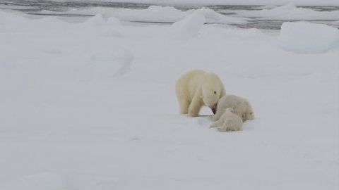 Polar Bear with two cubs 库存视频