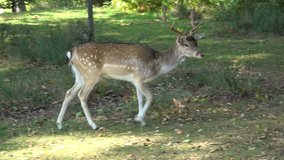 Young Fallow Deer walking in the shade of some trees.