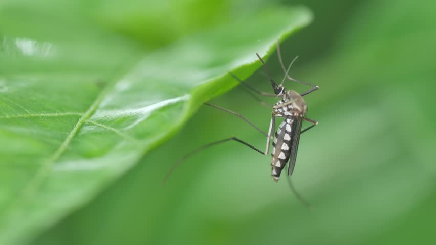 close up to the mosquito mosquito moving its legs on the side of tree leaf Royalty-Free Stock Footage #1014279617