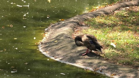 Beautiful brown duck. Lake in the background. Green grass. 4K, UHD, 50p,Panning,Closeup, 						