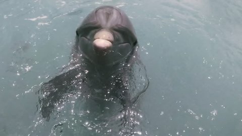 Funny bottlenose dolphin shaking head yes and no closeup 