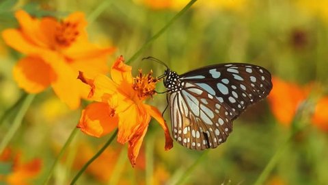 Butterfly on orange color flower taking food with green background in forest. Butterfly common tiger sucking sweet with proboscis from yellow tropical flowering plant,slow motion hd video.Butterfly on