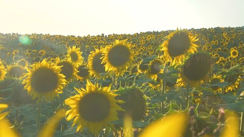Sunflower lantern in July video 4k