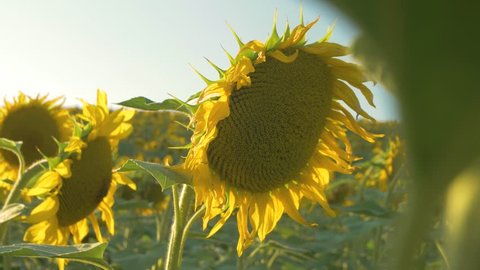 
Sunflower lantern video 4k 
