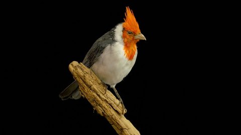 Rotating taxidermied red-crested cardinal (Paroaria coronata) against a black background. Can be played in a loop with 30 frames overlap.