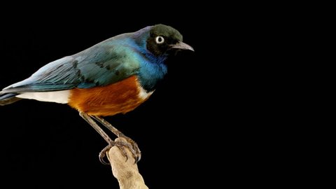 Rotating taxidermied superb starling (Lamprotornis superbus, formerly Spreo superbus) against a black background close up. Can be played in a loop with 30 frames overlap.
