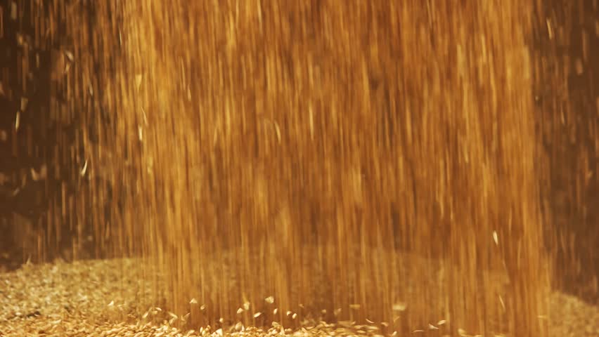 Barley grains falling on a pile. Close up. Pouring wheat. Royalty-Free Stock Footage #1014288545