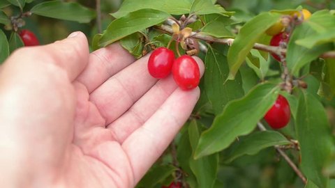 Gardener holding ripe european cornel fruits in his hands. Cornus mas, cornelian cherry dogwood. Closeup shot.
