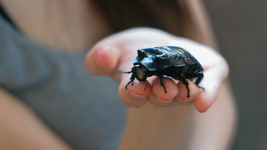 Young woman holding a male of Gromphadorhina portentosa the hissing cockroach, one of the largest species of Madagascar cockroach. Close-up hand.